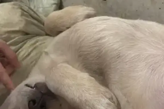 Пропал собака, улица Пузакова, 16, Тула - беленькая с шлейфом синим - photo