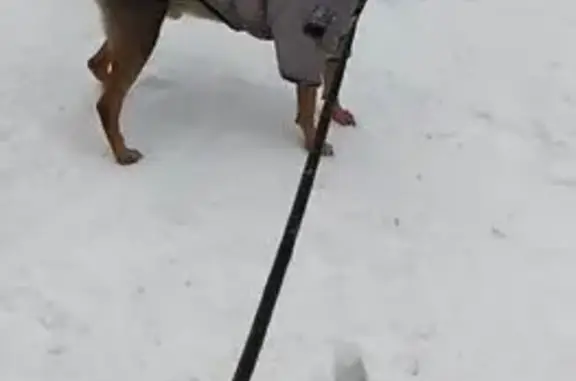 Пропала собака, набережная Обводного канала, 36 литБ, Санкт-Петербург - в наморднике и жёлто-сером комбинезоне - photo