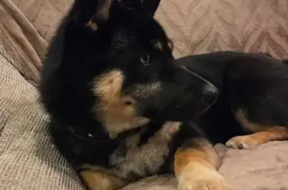 Найдена собака, Волгоград, фото: Найден собака, мужской, улица 39-й Гвардейской дивизии, 29Б, Волгоград - разноцветные глаза