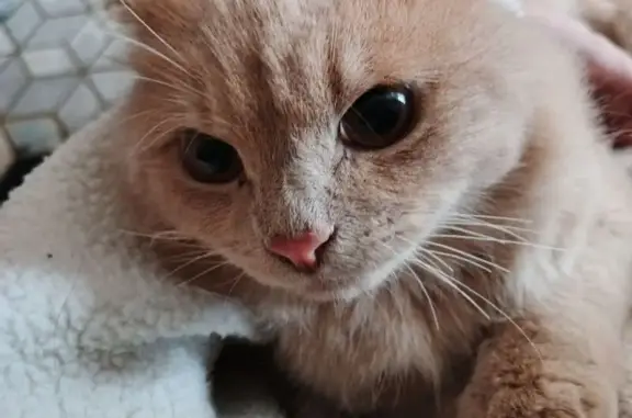 Потерянные животные Середейский, фото: Пропал кот, Шахтёрская улица, 4, городское поселение Середейский - пушистый с длинным хвостом