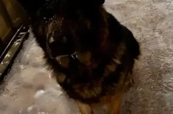 Найдена собака, улица Баки Урманче, 10, Казань - похожа на немецкую овчарку - photo