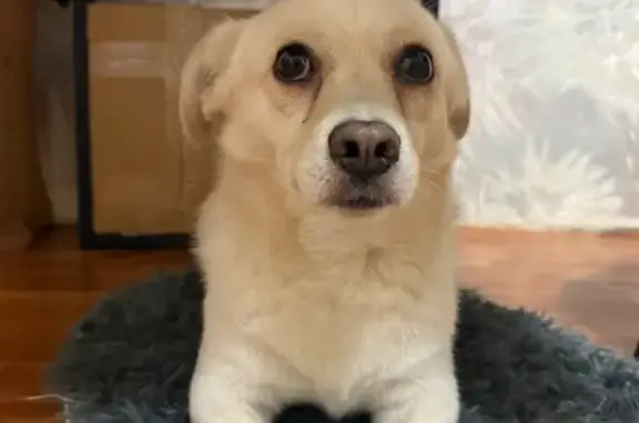 Собаки потеряшки, Краснодар, фото: Потеряшка собака, улица им. Героя Яцкова И.В., Краснодар - добрый, умный парнишка