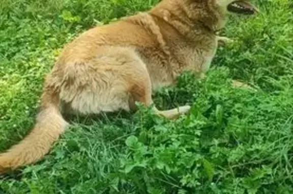 Пропала собака, Овражная улица, Тула - рыжая, гладкая, средних размеров - photo