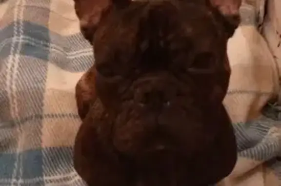 Найдена собака, Санкт-Петербург, фото: Найден собака, проспект Большеваиков, 36, Санкт-Петербург - французский бульдог с шрамом на голове