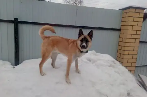 Пропал собака, улица Завьялова, 68, Пермь - рыжий окрас, левый глаз наполовину голубой - photo
