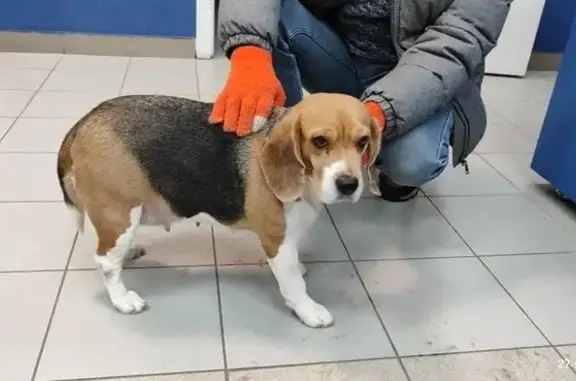 Найдена собака, Челябинск, фото: Найдена собака, улица Шота Руставели, Челябинск - девочка бигль