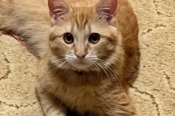 Объявления о пропавших и найденных животных, Майский, фото: Пропал кот, Центральная улица, 11, Майский - рыжий, зелёный ошейник