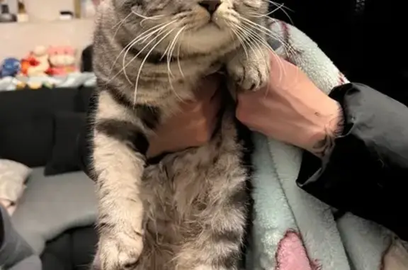 Найдена кошка, Энгельс, фото: Найдена кошка, Пристанская улица, Энгельс - зелёнка на хвосте