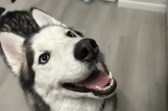 Найдена собака, Екатеринбург, фото: Найдена собака, мужской пол, улица Строителей, Екатеринбург