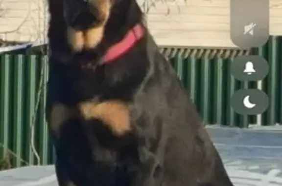 Пропала собака, Слободская улица, 2/1, Андреевское - черная девочка Банхар - photo