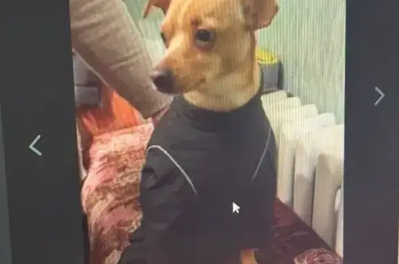 Найдена собака, Уфа, фото: Найдена собака, улица Ивана Франко, 10, Уфа