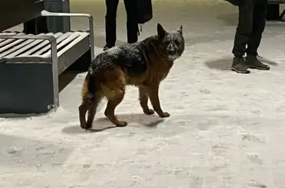 Найдена собака, Кратово, фото: Найдена собака, улица Карла Маркса, Кратово - овчарка в ошейнике