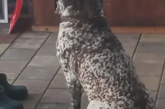 Найдена собака, Краснодар, фото: Найдена собака, проезд 3-й Линии, 104, Краснодар - курцхаар девочка