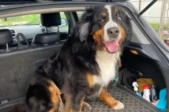 Пропала собака, Горьковка, Тюменская область - бернский зенненхунд, 7 лет - photo