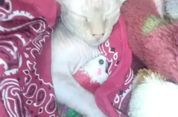 Пропал кот, Октябрьское шоссе, 37, Кондопога - лысый с рыжеватыми полосками - photo