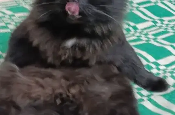 Потерянные животные Магнитогорск, фото: Пропал кот, Советская улица, 158/1, Магнитогорск - чёрный пушистый с белой прядью