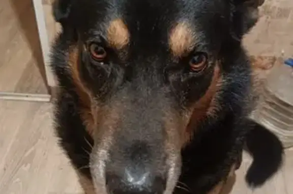 Пропал собака, улица Бекетова, 28А, Нижний Новгород - похож на овчарку, добрый и доверчивый - photo