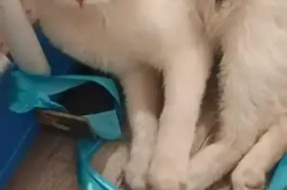 Найденные животные Ялга, фото: Найден кот, улица Мичурина, 31, Ялга - ласковый и игривый