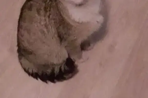 Найдена кошка, Кемерово, фото: Найдена кошка, 2-я Цветочная улица, Кемерово - возле магазина 'Алмаз'