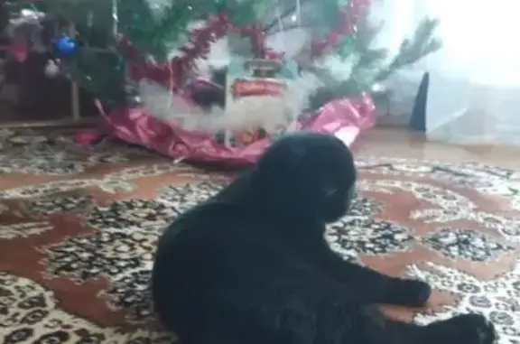 Пропал кот, улица Герцена, 12, Сызрань - чёрный вислоухий шотландец - photo