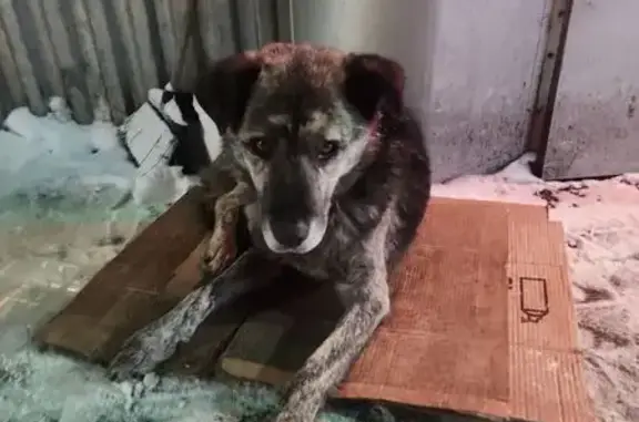 Найдена собака, Подольск, фото: Найден собака, «Крым», Подольск - очень худой и потерялся