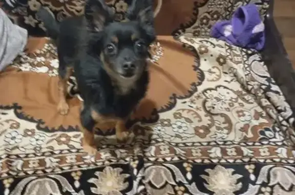 Найдена собака, Челябинск, фото: Найдена собака, 1-й переулок Лермонтова, 3, Челябинск - чёрный той-терьер