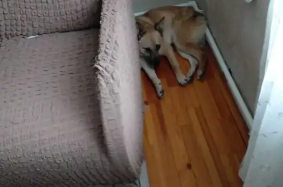 Пропала собака, женский пол, Троице-Сельцо, Московская область - рыжая, с тёмной мордочкой - photo