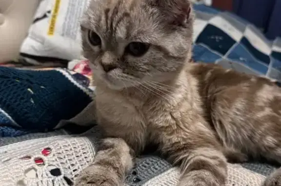 Найдена кошка, Уфа, фото: Найдена кошка, улица Софьи Перовской, Уфа - шотландская порода, трёхцветный окрас