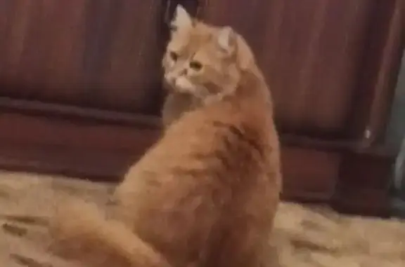 Пропала кошка, улица Юфимцева, 1, Ростов-на-Дону - окрас рыжий, кличка Соня - photo