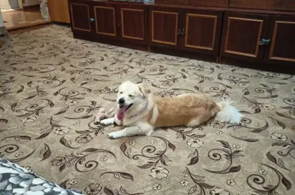 Пропал собака, Большая Липовица, Тамбовская область - палевый окрас, чёрный ошейник - photo