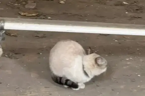 Найдена кошка, Хабаровск, фото: Найдена кошка в серебристом ошейнике, улица Кубяка, Хабаровск
