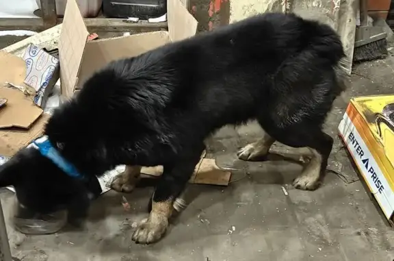 Найдена собака, Пенза, фото: Найдена собака, мужской, «Урал», городской округ Пенза - с ошейником, мерзнет