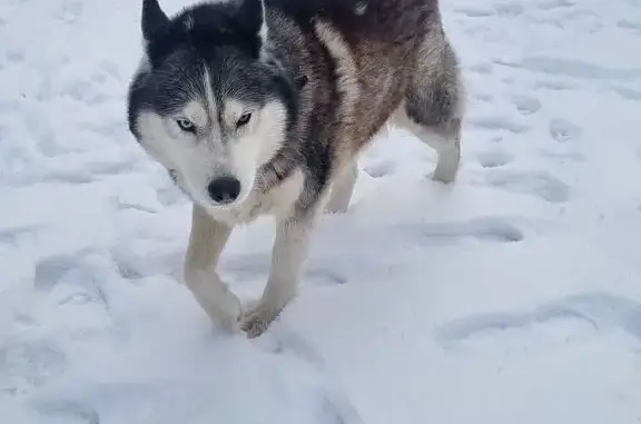 Найдена собака, Ростов-на-Дону, фото: Найден собака, Таганрогская улица, 100, Ростов-на-Дону - умный и добрый кобель