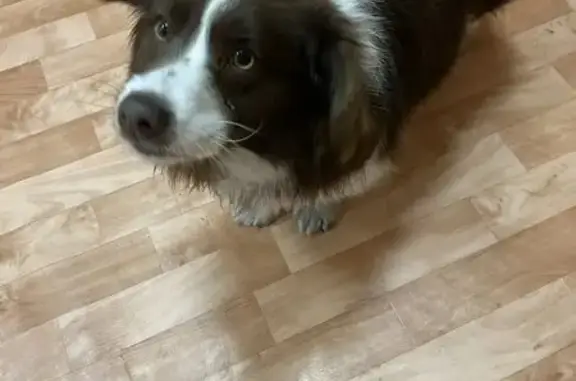 Найдена собака, Омск, фото: Найден собака, мужской, 4-я Заречная улица, 4А, Омск - мальчик в ошейнике