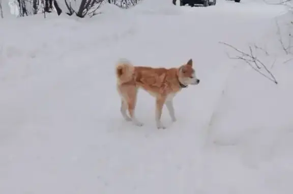 Найдена собака, Тула, фото: Найдена собака, проспект Ленина, Тула - девочка в коричневом ошейнике