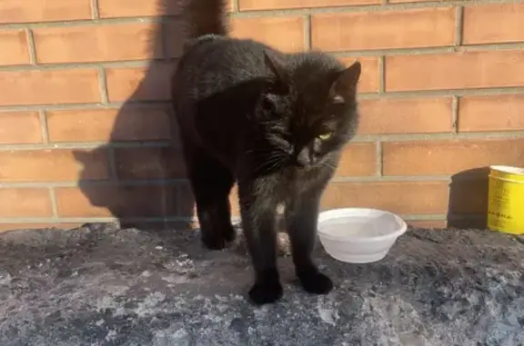 Найденные животные Владикавказ, фото: Найдена кошка, улица Зураба Магкаева, Владикавказ - чисто чёрная и ласковая