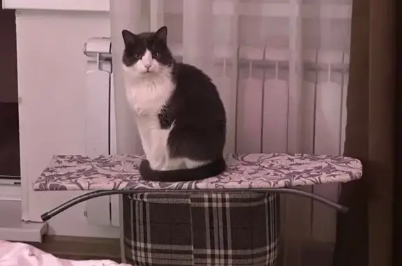 Кошки потеряшки, Владивосток, фото: Потеряшка кот, улица Кирова, 10А, Владивосток - серо-белый окрас