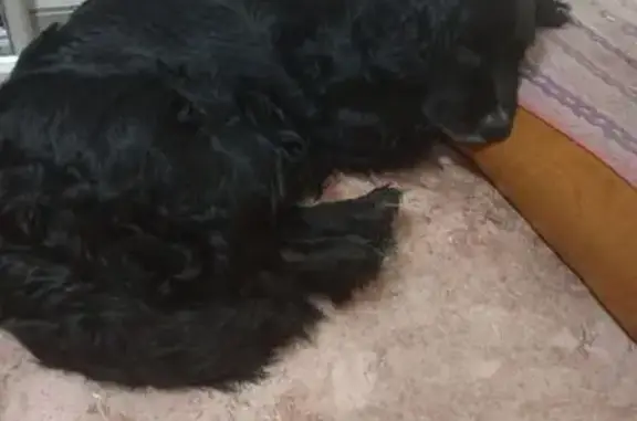 Пропал собака, улица Ленина, 200А, Новоалтайск - убежал от сына - photo