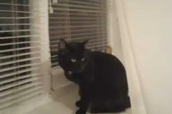 Потерянные животные Михайловск, фото: Пропал кот, Социалистическая улица, 8, Михайловск - чёрный с белой грудкой