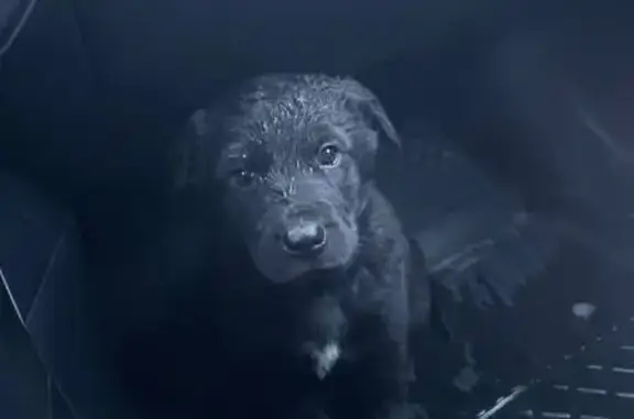 Найдена собака, Заборье, фото: Найден щенок, улица Павлова, 55, Заборье - возраст около 3 месяцев