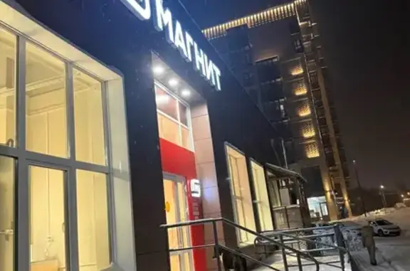 Найдена собака, Красноярск, фото: Найдена собака, улица Бограда, 167, Красноярск - сидит у Магнита, ждёт хозяина