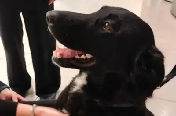 Найдена собака, Ростов-на-Дону, фото: Найдена собака, проспект Михаила Нагибина, 32, Ростов-на-Дону - мальчик в ошейнике