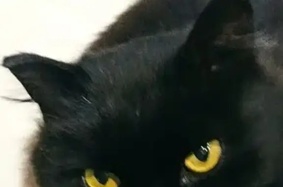 Кошки потеряшки, Учалы, фото: Потеряшка кот, улица Ахметгалина, Учалы - пушистый с чёрной шерстью