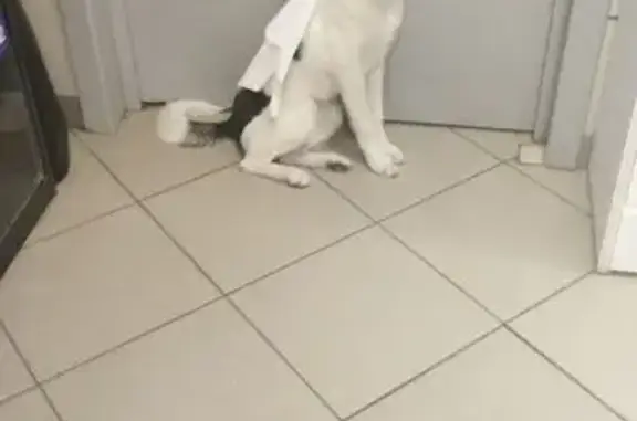 Найдена собака, Красноярск, фото: Найдена собака, улица Молокова, 19, Красноярск - девочка, белая с черными пятнами