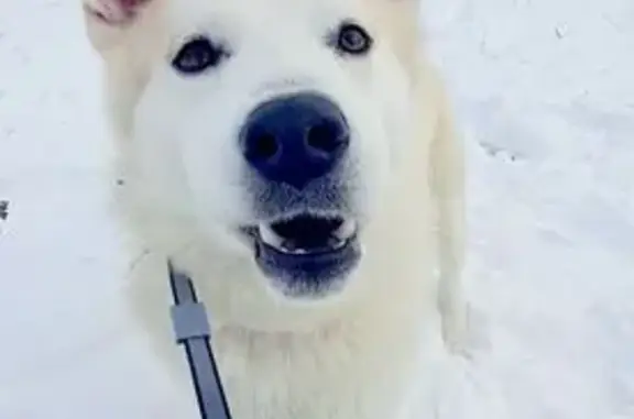 Найдена собака, Ростов-на-Дону, фото: Найдена собака, Орбитальная ул., Ростов-на-Дону