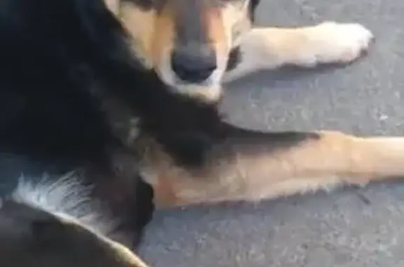 Пропала собака, Ватная улица, городской округ Орёл - возможно вывезли в другой район - photo