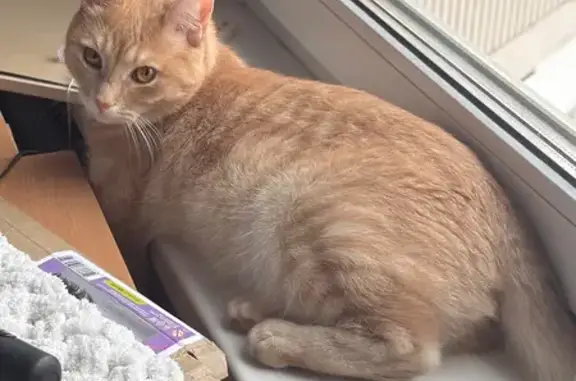 Пропал кот, Садовая улица, 19, Путилково - рыжий с фиолетовым ошейником - photo