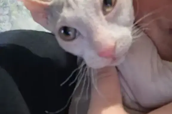 Пропала кошка, улица Николая Семёнова, Тюмень - розоватая черепахового окраса - photo