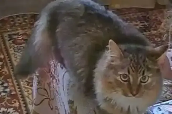 Пропал кот, Дачная улица, 22/24, Владимир - трёхцветный и пушистый - photo