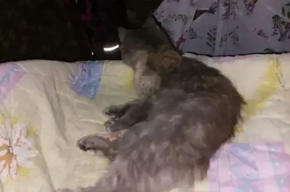 Пропала кошка, Олимпийская улица, Саратов - серый окрас, шея и лапы белые - photo